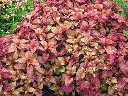 Light Yellow Pink Coleus Plant Seeds for Planting - Heirloom and Non-GMO Garden Seeds