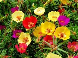 Carpet Moss Rose Flower Seeds for Planting – Heirloom, Non-GMO Ground Cover Seeds