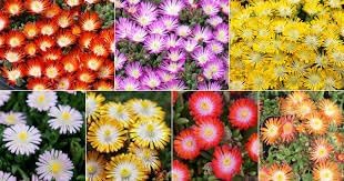 Heirloom Delosperma Flower Seeds for Garden Planting, Non-GMO, Ice Plant Blooms for Ground Cover