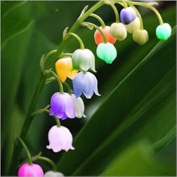 Heirloom Mixed Bell Orchid Flower Seeds – Non-GMO Rare Blooms for Garden Planting seeds for planting in home garden