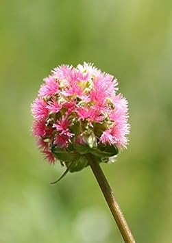 Red Burnet Sanguisorba Herb Plant Seeds for Garden Landscaping-Heirloom & Non-GMO Seeds for planting Scientific Name Placeholder for planting in home garden