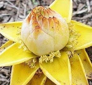 Yellow Lasiocarpa Fruit Seeds - 5pcs for Exotic Plant Growth 100 Pcs pcs