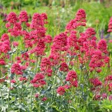 Organic Centranthus Ruber Flower Seeds for Planting ƒ?? Heirloom, Non-GMO