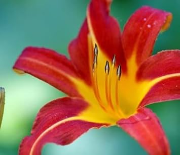 Yellow Red Hemerocallis Flower Planting Seeds for Garden NON GMO Seeds