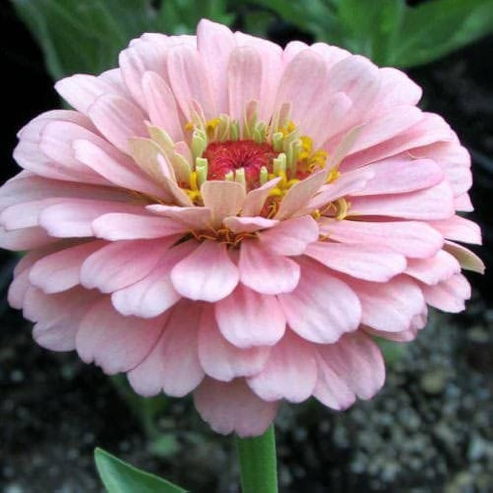 Baby Pink Zinnia Flower Seeds for Planting – Bright Blooms for Garden, Heirloom Seeds - Pink for planting in home garden