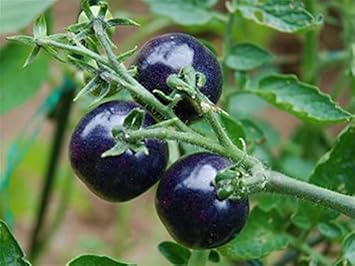 Blue Indigo Rose Tomato Seeds for Planting - heirloom & Non-GMO Seeds
