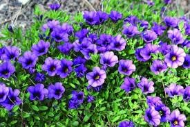 Heirloom Calibrachoa Flower Seeds for Garden Planting, Non-GMO, Mini Petunia Blooms for Hanging Baskets