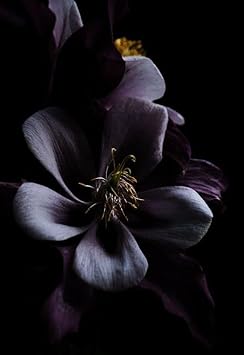 Black Cymbidium Orchid Seeds - Heirloom Non-GMO Planting Flower Seeds