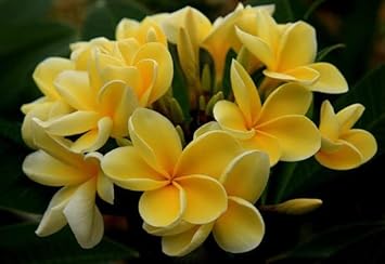 Light Yellow Frangipani Flower Seeds – Heirloom Non-GMO Plumeria Seeds for Tropical Garden Blooms