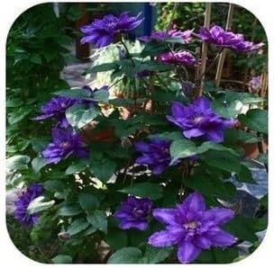 Purple Clematis Seeds for Garden - NON GMO Seeds