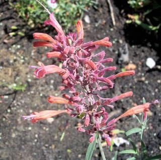 Orange Agastache Flower Planting Seeds for Garden NON GMO Seeds