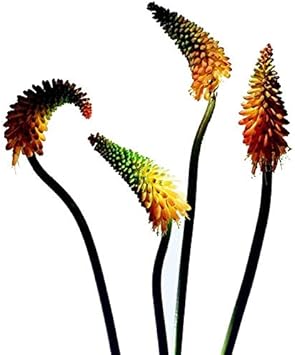 Mixed Red Hot Poker Plant Seeds for Planting - 100 pcs