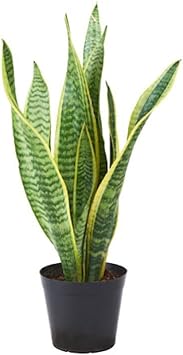 Organic Sansevieria Plant Seeds for Planting ƒ?? Heirloom, Non-GMO for planting in your garden.