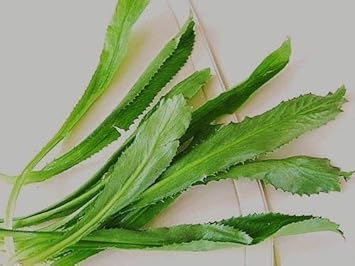 Eryngium Foetidum Seeds – Distinctive Culinary Herb-Heirloom & Non-GMO Seeds for planting – Fresh Herb for Your Garden