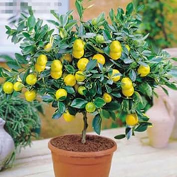 Yellow Lemon Seeds for Planting - Grow Fresh and Organic Vegetable at your Home Garden