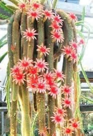 Monkey Tail Cactus Seeds for Planting - NON GMO Seeds