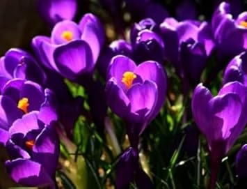 Heirloom Non-GMO Violet Yellow Crocus Flower Seeds for Garden Planting – Bicolor Spring Blooms