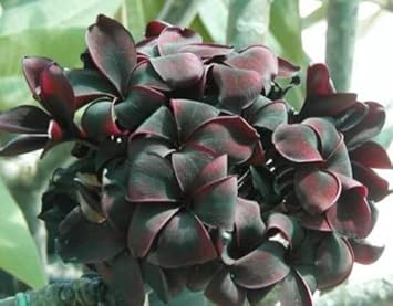 Frangipani Flower Seeds Black for Planting - NON GMO Seeds