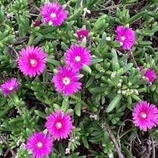 Heirloom Drosanthemum Hispidum Flower Seeds for Garden Planting, Non-GMO, Hardy Ice Plant Blooms
