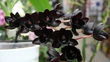 Black Dendrobium Flower Seeds for Planting - NON GMO Seeds