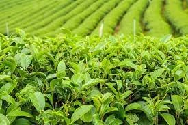 Camellia Sinensis Plant Seeds for Planting â€“ Organic, Heirloom, Non-GMO Tea Plant Seeds