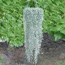 Heirloom Non-GMO Dichondra Plant Seeds – Decorative Ground Cover for Garden Planting