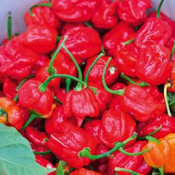 Trinidad Moruga Scorpion Pepper Seeds for Planting - heirloom & Non-GMO Seeds