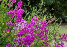 Heirloom Everlasting Pea Flower Seeds, Non-GMO Climbing Blooms for Planting