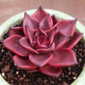 Echeveria Agavoides Romeo Plant Seeds for Planting - NON GMO Seeds