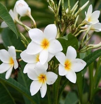 Frangipani (Frangipani scientific name) for planting in garden