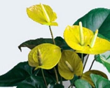 Yellow Anthurium Andraeanu Flower Seeds for Planting - NON GMO Seeds