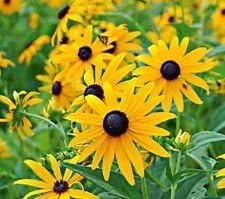 Yellow Goldsturm Flower Seeds for Planting - 100 pcs seeds for planting in home garden