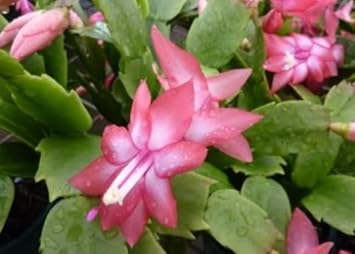 Peach Zygocactus Truncatus Flower Seeds for Planting - Non-GMO, Heirloom Garden Seeds