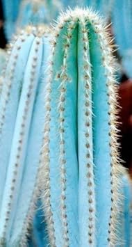 Organic Blue Pilosocereus Plant Seeds for Planting ƒ?? Heirloom, Non-GMO