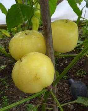 Ungarische Weisse Vegetable Seeds for Planting heirloom & Non-GMO Seeds