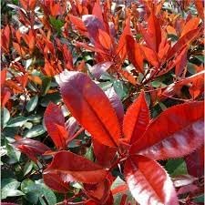 Photinia Serrulata Plant Seeds for Planting - 100 pcs