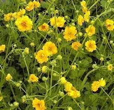 Geum Chiloense Flower Seeds – Heirloom Non-GMO Seeds for Vibrant Perennial Garden Planting - Chiloense for planting in home garden