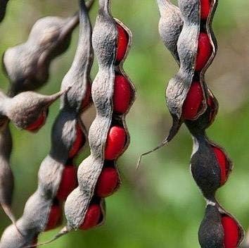 Texas Mountain Laurel Mescal Bean Seeds for Planting - NON GMO Seeds