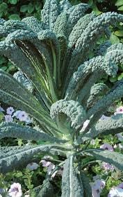 Toscano Giant Kale Seeds for Planting - 100 Pcs pcs