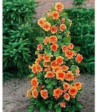 Orange Climbing Geranium Flower Seeds for planting in home garden