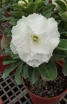 Organic Heirloom White Adenium Obesum Flower Seeds – Non-GMO Desert Rose Seeds for Planting