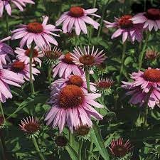 Heirloom Non-GMO Pink Echinacea Coneflower Seeds for Planting ƒ?? Medicinal and Ornamental Garden Flowers