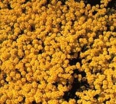 Yellow Aurinia Saxatilis Flower Seeds ƒ?? Heirloom Non-GMO Alyssum Blooms for Sunny Rock Gardens