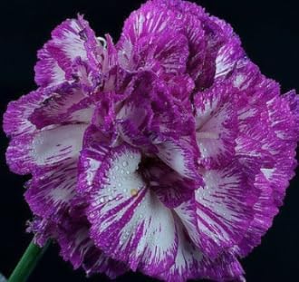 Violet White Carnation Flower Seeds – Heirloom, Non-GMO, Unique Blooms for Garden Planting