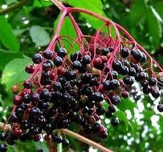 Elderberry Fruit Seeds, Grow Your Own Berries for Juices and Syrups