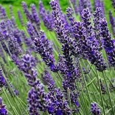 Munstead Lavender Flower Seeds for Planting - NON GMO Seeds