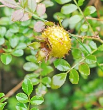 30pcs Wild Rosa Roxbunghii Fruit Seeds - Green and Hardy for Your Landscape 100 Pcs pcs