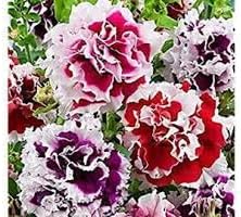 Heirloom Russian Petunia Flower Seeds for Planting - NON-GMO, Easy Grow, Vibrant Garden Blooms - Russian for planting in home garden