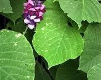 Kudzu Pueraria Lobata Plant Seeds for Planting - Heirloom and Non-GMO Garden Seeds for planting in home garden