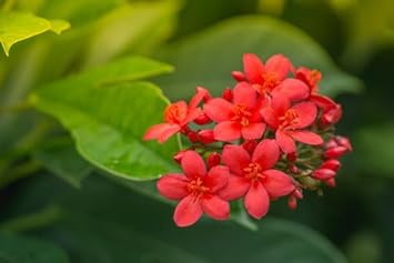 Jatropha Flower Seeds for Planting - 100 pcs